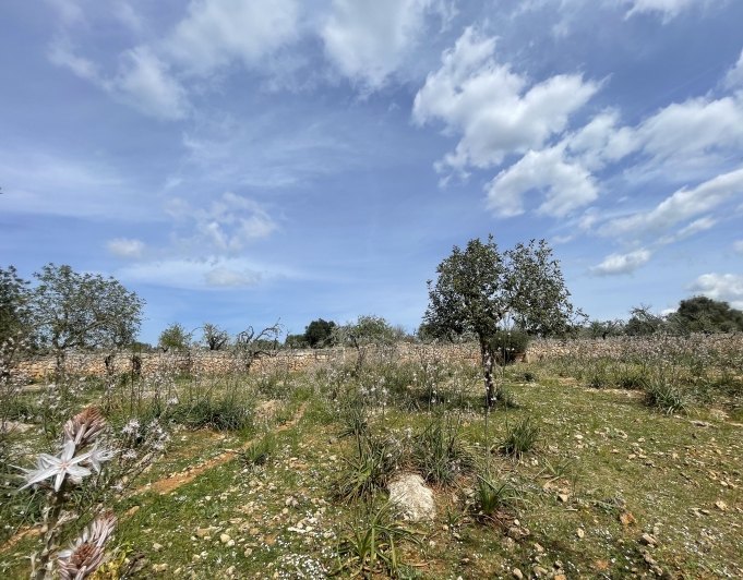 Magnificent finca with views in Santa Margarita