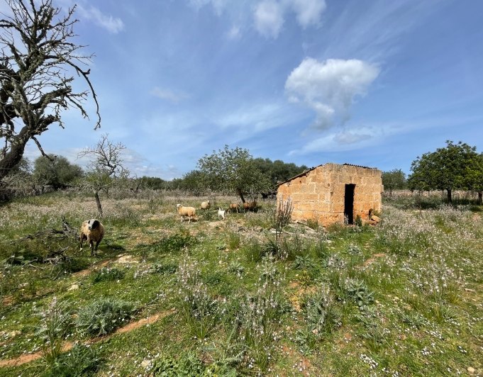 Magnificent finca with views in Santa Margarita