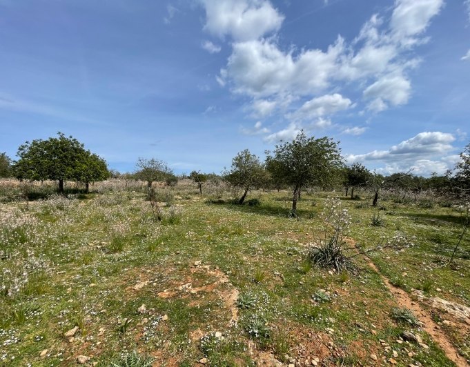 Magnificent finca with views in Santa Margarita