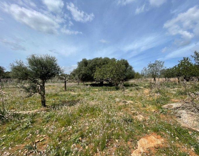 Magnificent finca with views in Santa Margarita
