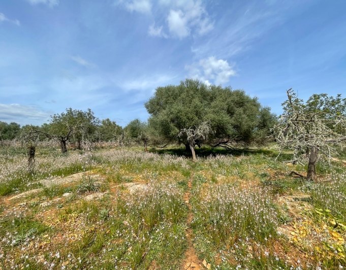 Magnificent finca with views in Santa Margarita