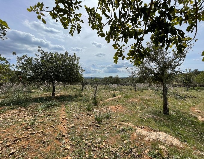Magnificent finca with views in Santa Margarita