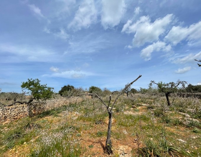 Magnificent finca with views in Santa Margarita