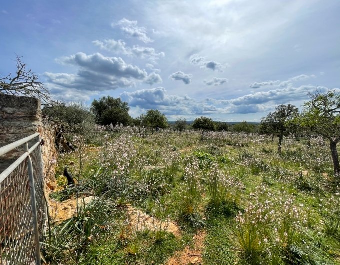 Magnificent finca with views in Santa Margarita