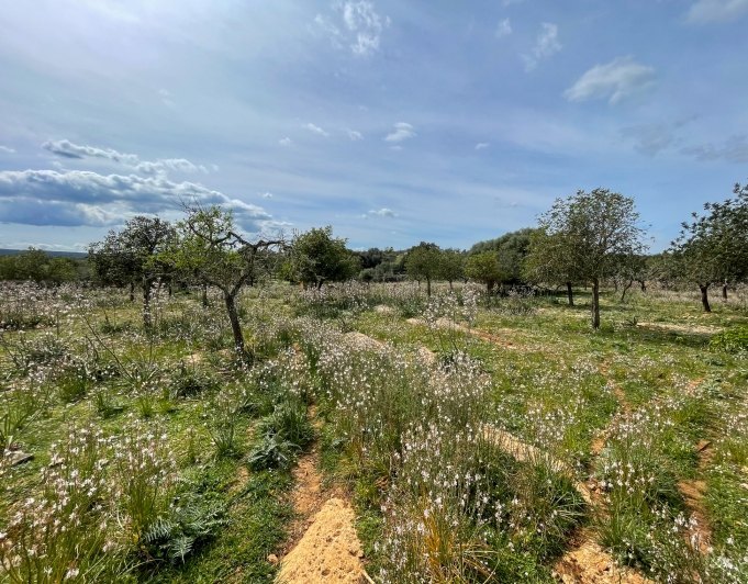 Magnificent finca with views in Santa Margarita