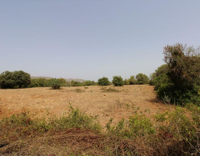 Bonita Finca rustica cerca del Pueblo de Arta.