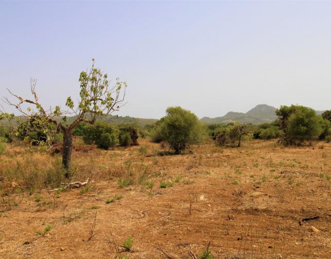 Bonita Finca rustica cerca del Pueblo de Arta.