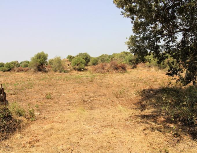 Bonita Finca rustica cerca del Pueblo de Arta.
