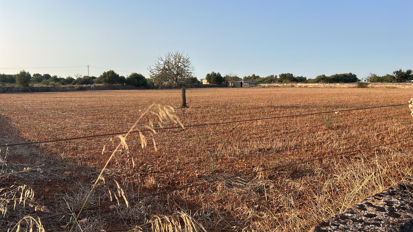 Terreno con proyecto básico a 5 minutos de Can Picafort