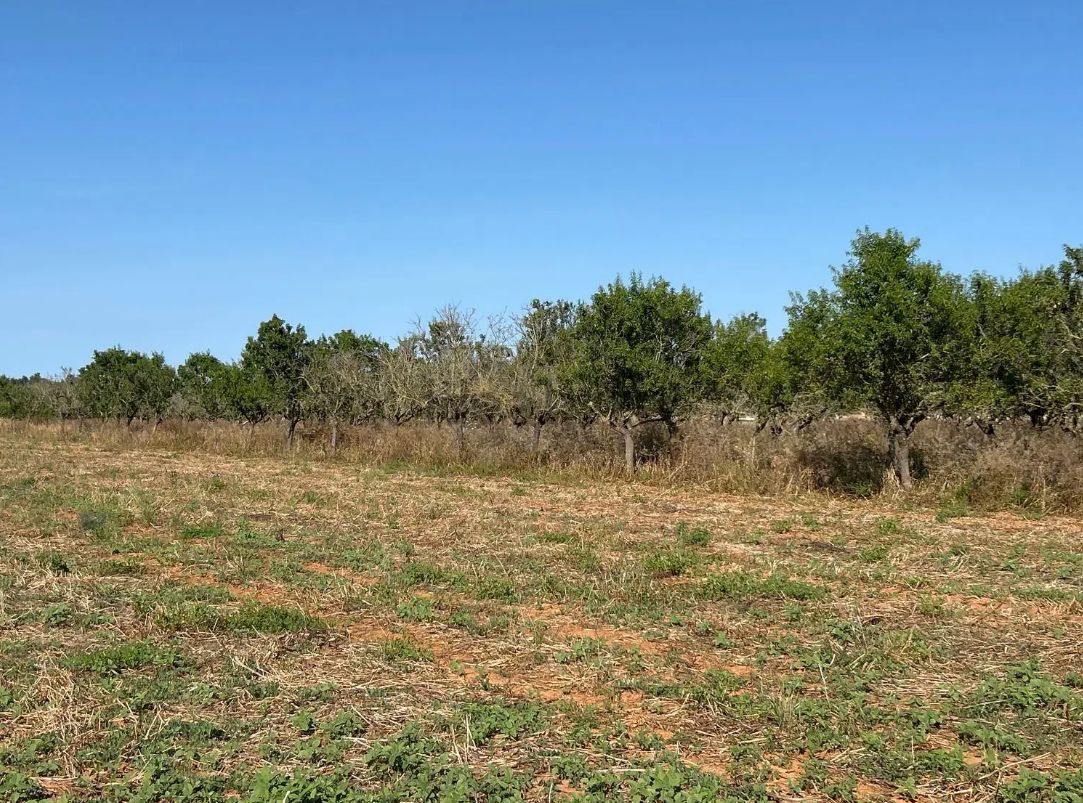 Terreno con proyecto básico a 5 minutos de Can Picafort