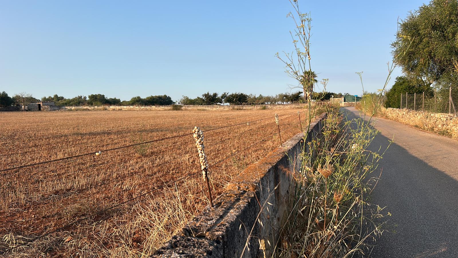 Terreno con proyecto básico a 5 minutos de Can Picafort
