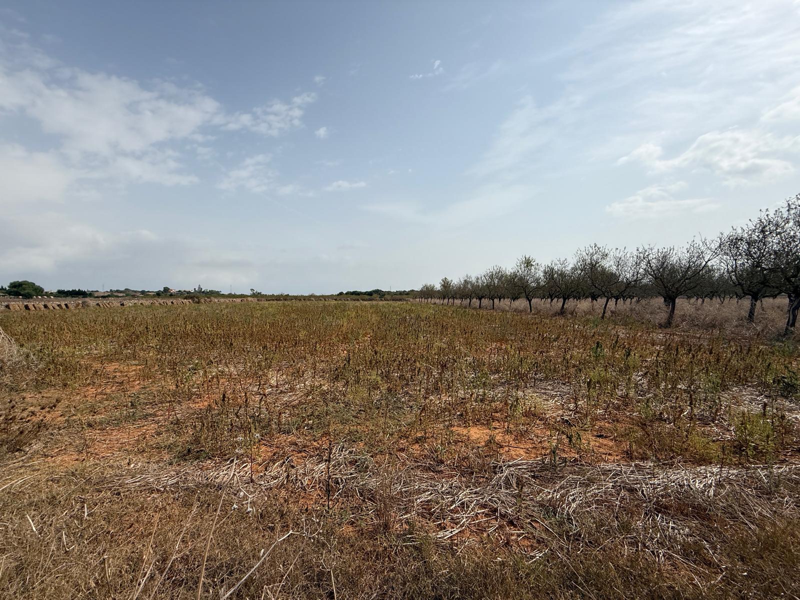 Terreno con proyecto básico a 5 minutos de Can Picafort