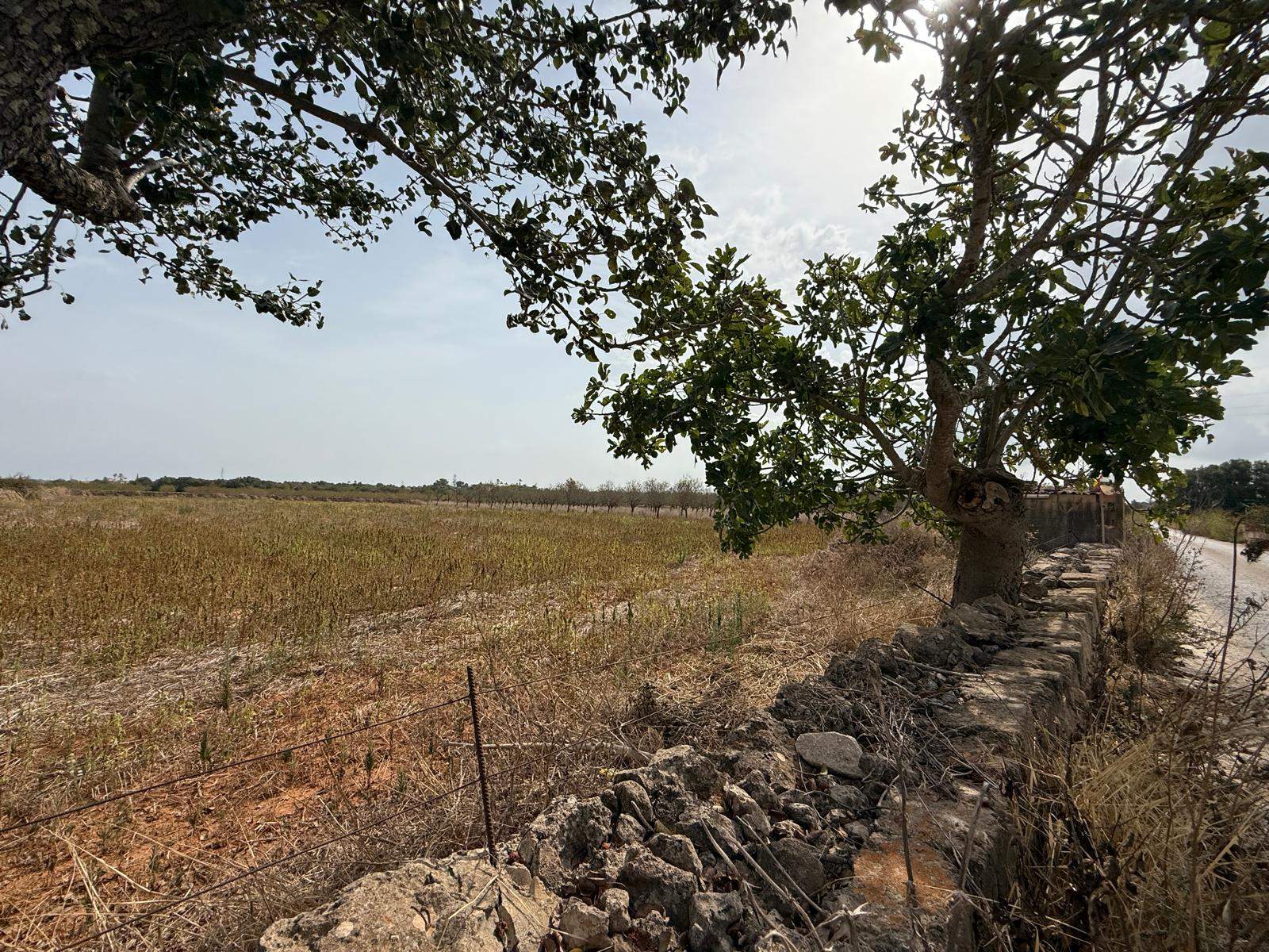 Terreno con proyecto básico a 5 minutos de Can Picafort