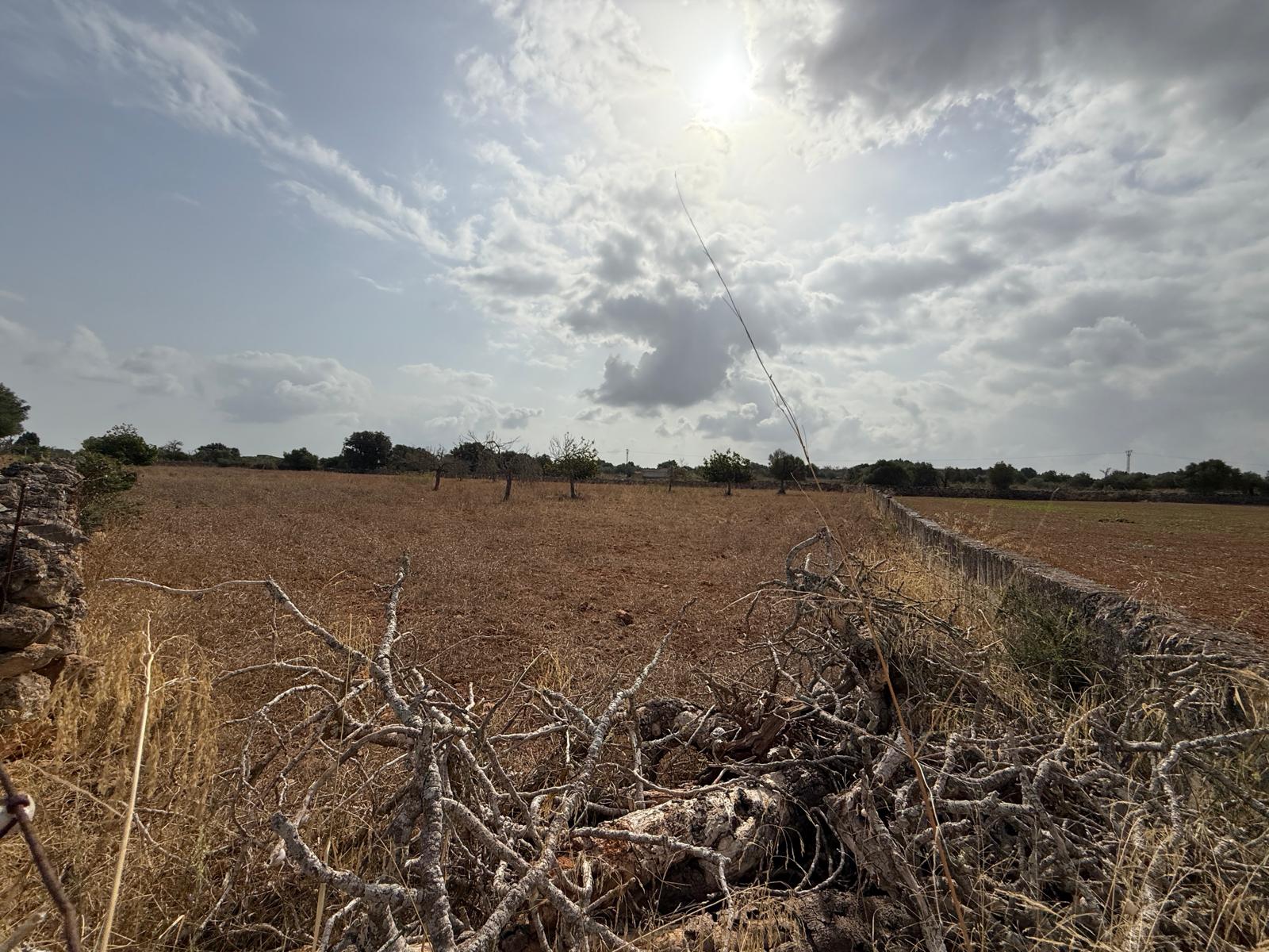 Terreno con proyecto básico a 5 minutos de Can Picafort