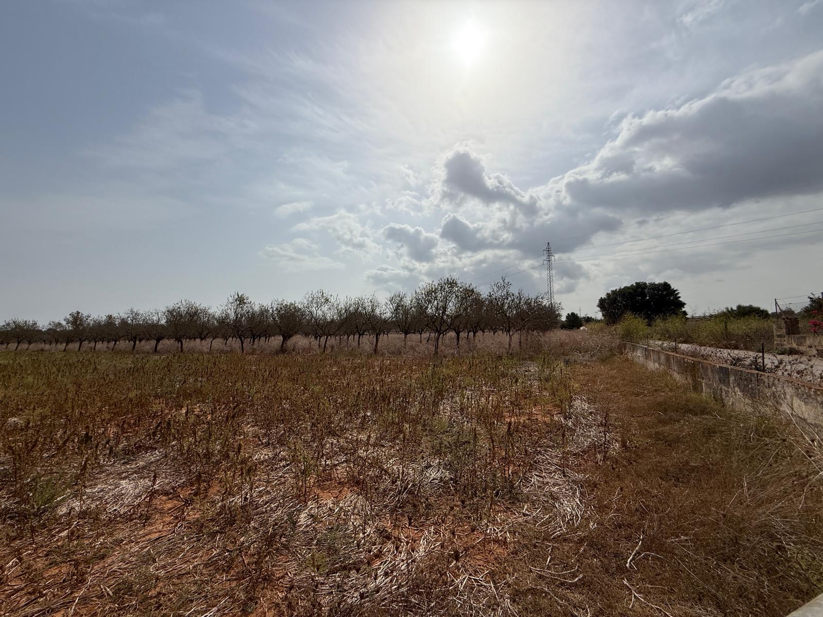 Terreno con proyecto básico a 5 minutos de Can Picafort