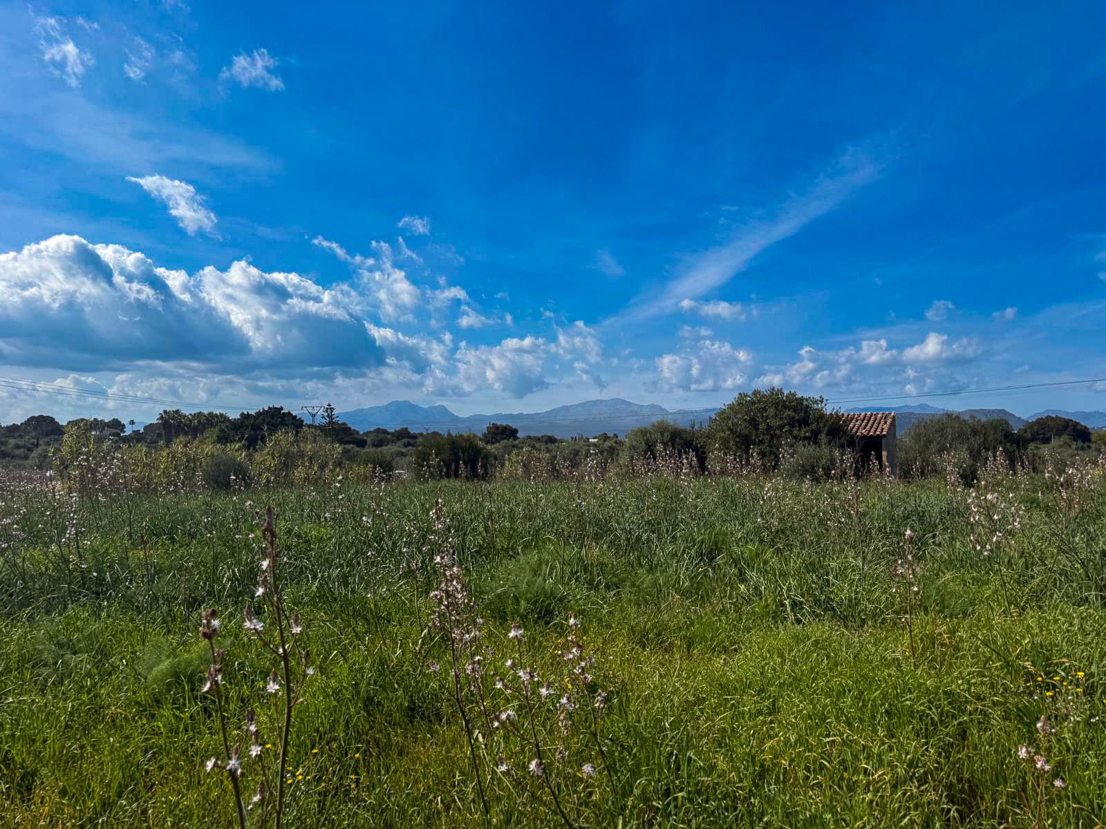 Terrain Premium de 18 000 m² avec projet pour une villa de luxe à Muro, à 5 minutes de la plage de Muro.