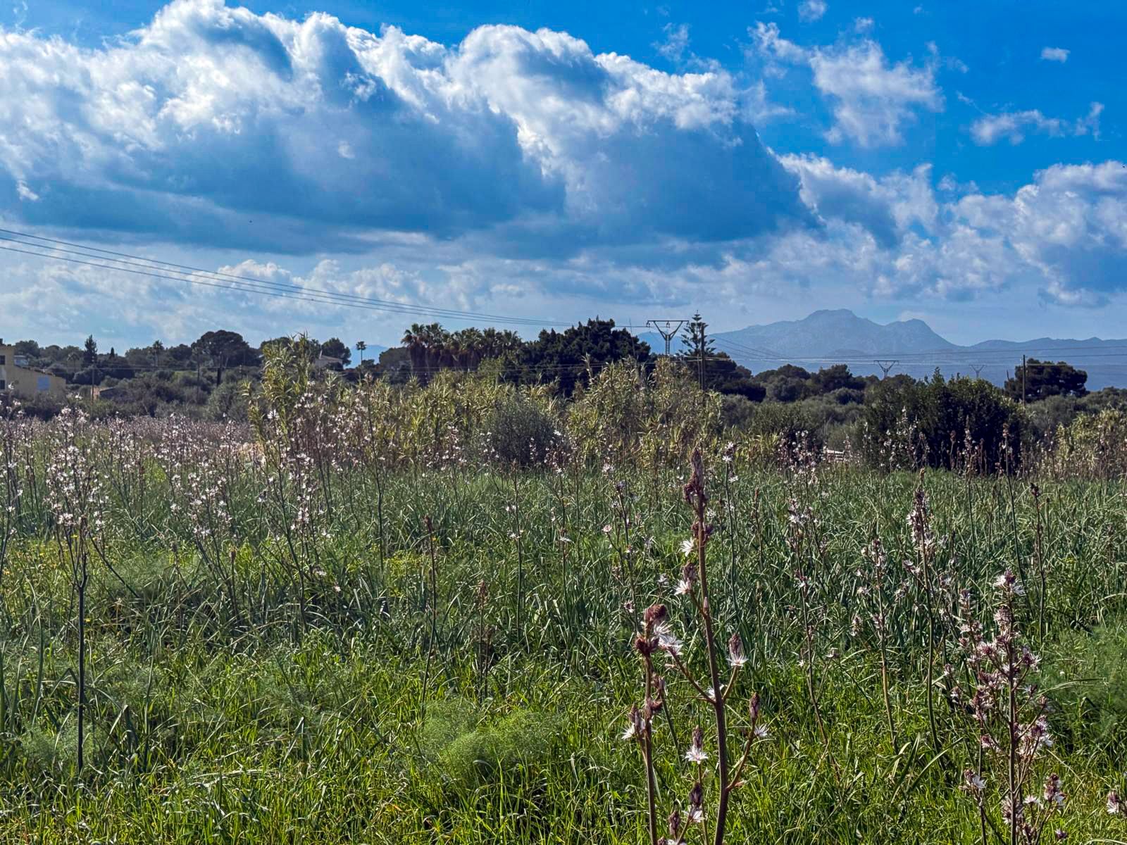 Terrain Premium de 18 000 m² avec projet pour une villa de luxe à Muro, à 5 minutes de la plage de Muro.