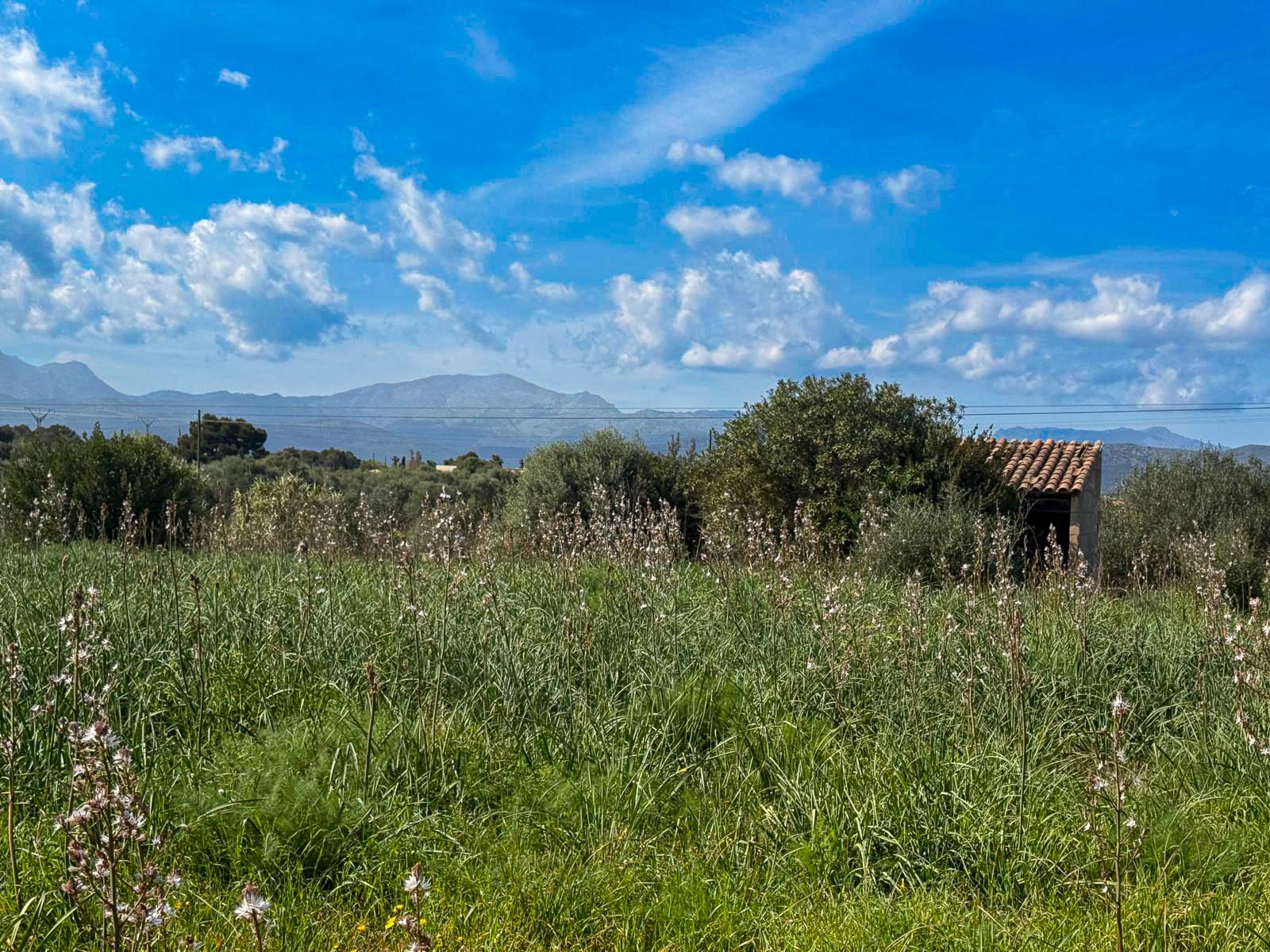 Terrain Premium de 18 000 m² avec projet pour une villa de luxe à Muro, à 5 minutes de la plage de Muro.