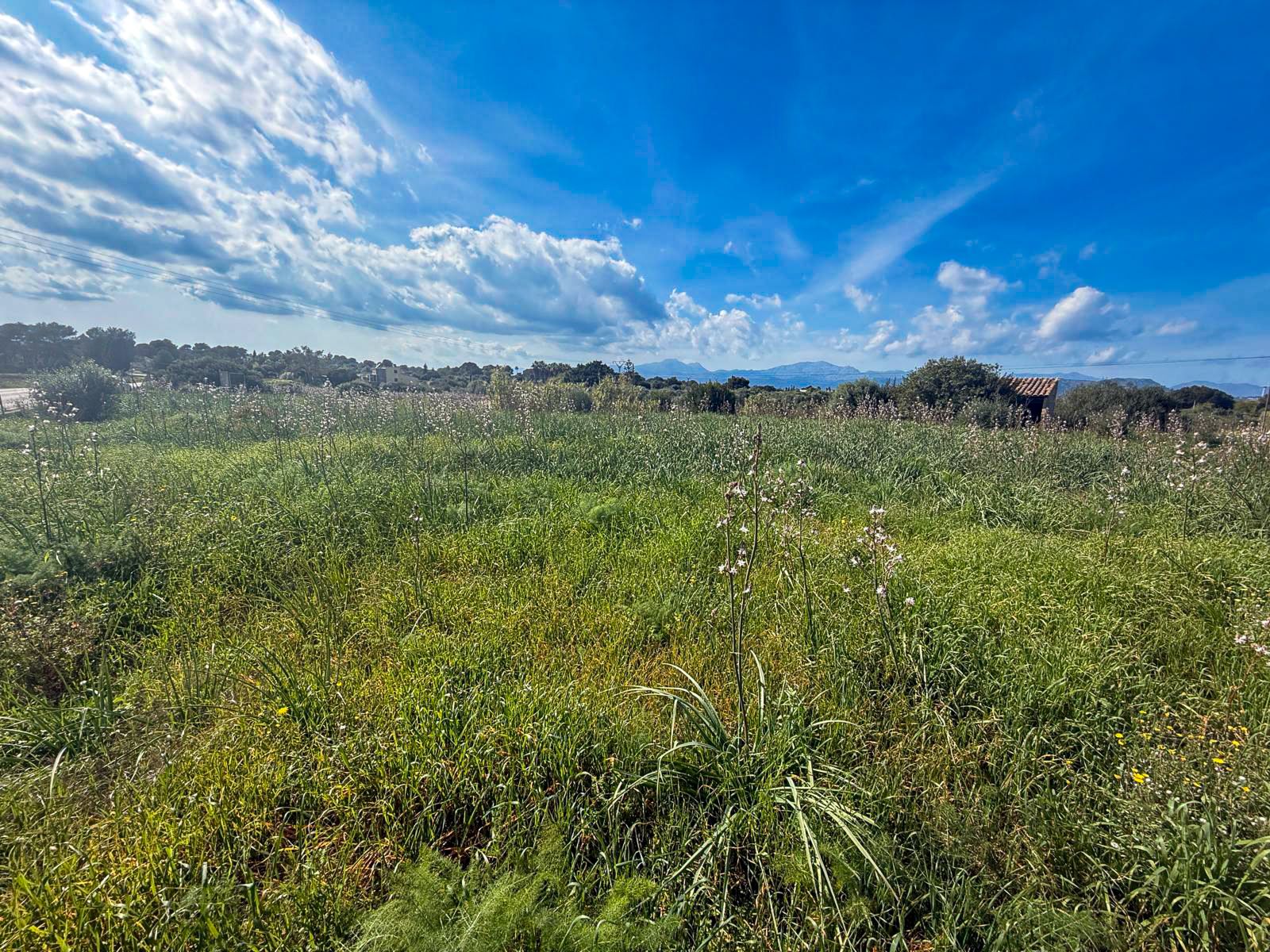 Terrain Premium de 18 000 m² avec projet pour une villa de luxe à Muro, à 5 minutes de la plage de Muro.