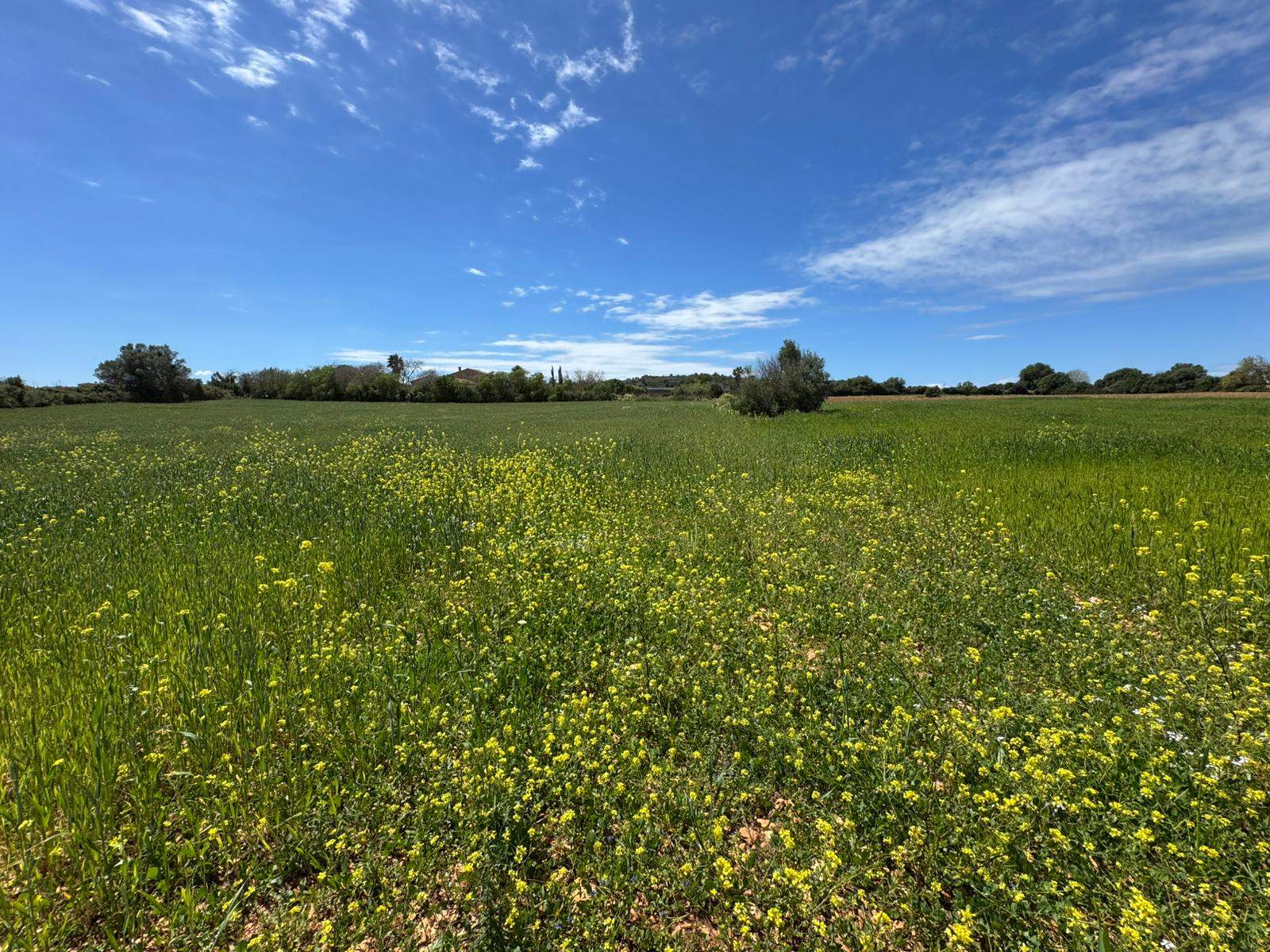 Rustikale Finca in idyllischer Umgebung mit genehmigtem Ausführungsprojekt, bereit, Ihr natürliches Refugium zu bauen.