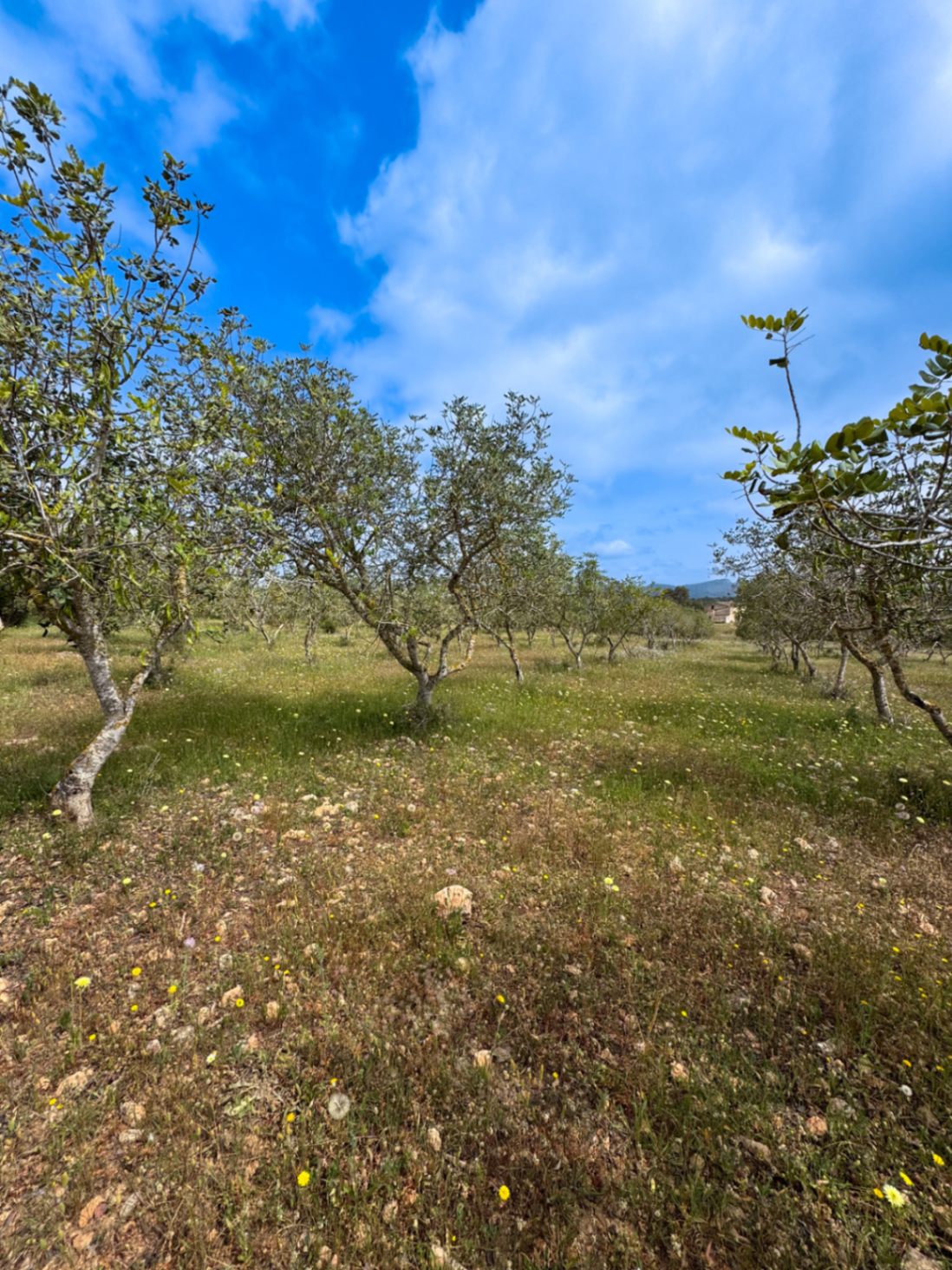 Finca de ensueño única con vistas al mar y proyecto aprobado – comience hoy mismo!