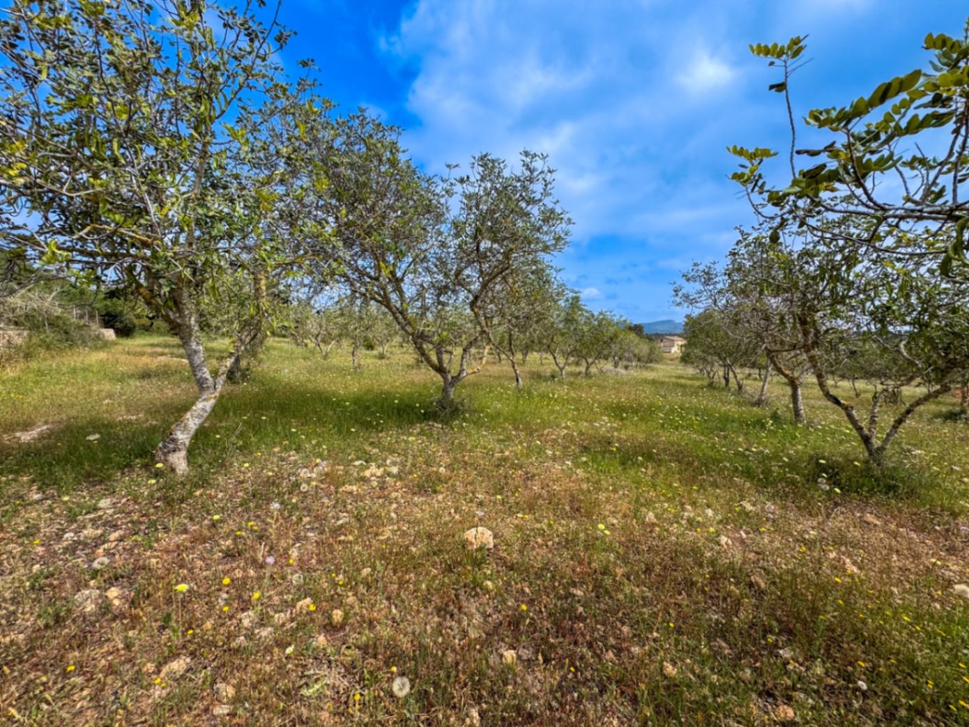 Finca de ensueño única con vistas al mar y proyecto aprobado – comience hoy mismo!