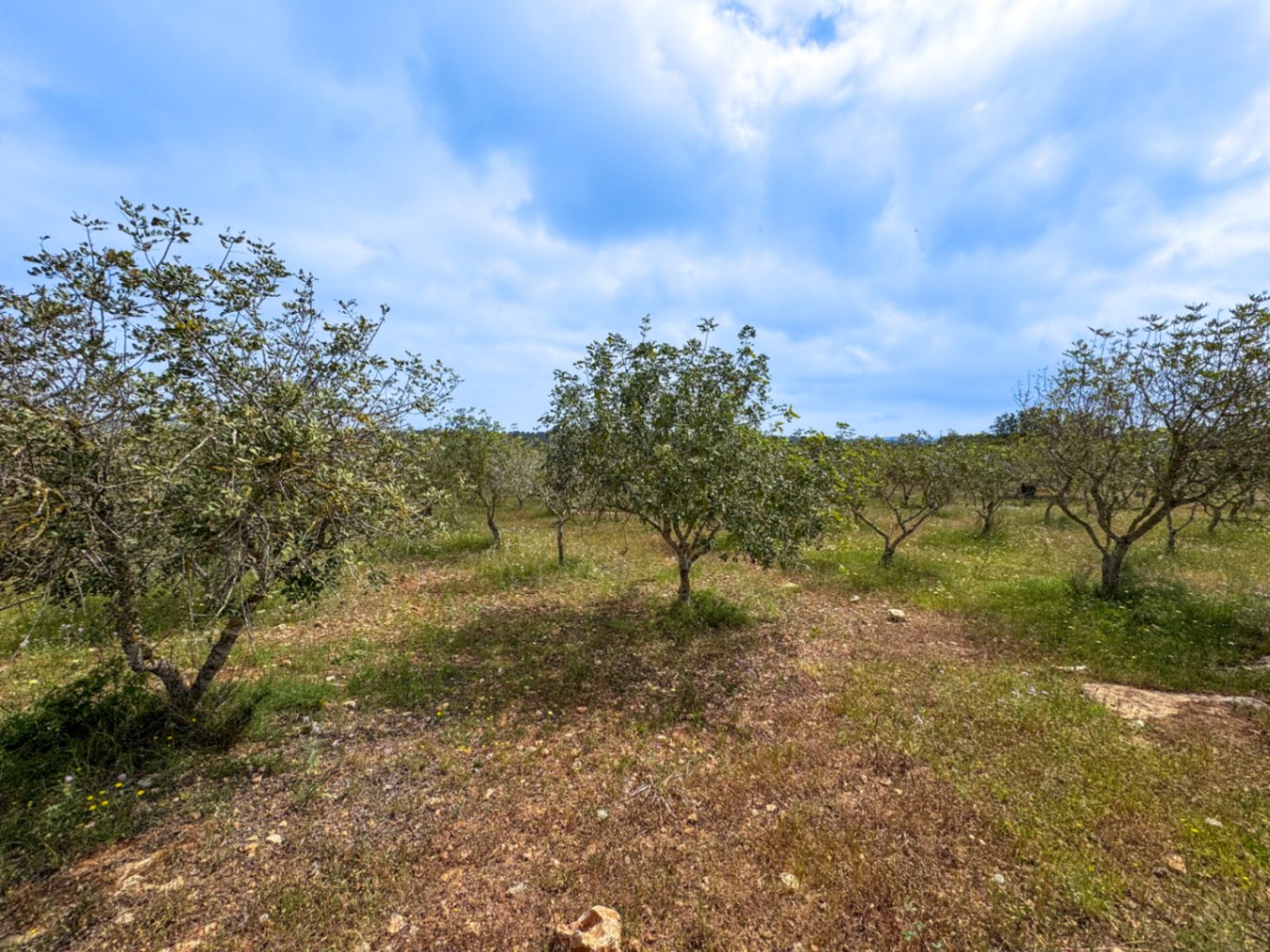 Finca de ensueño única con vistas al mar y proyecto aprobado – comience hoy mismo!