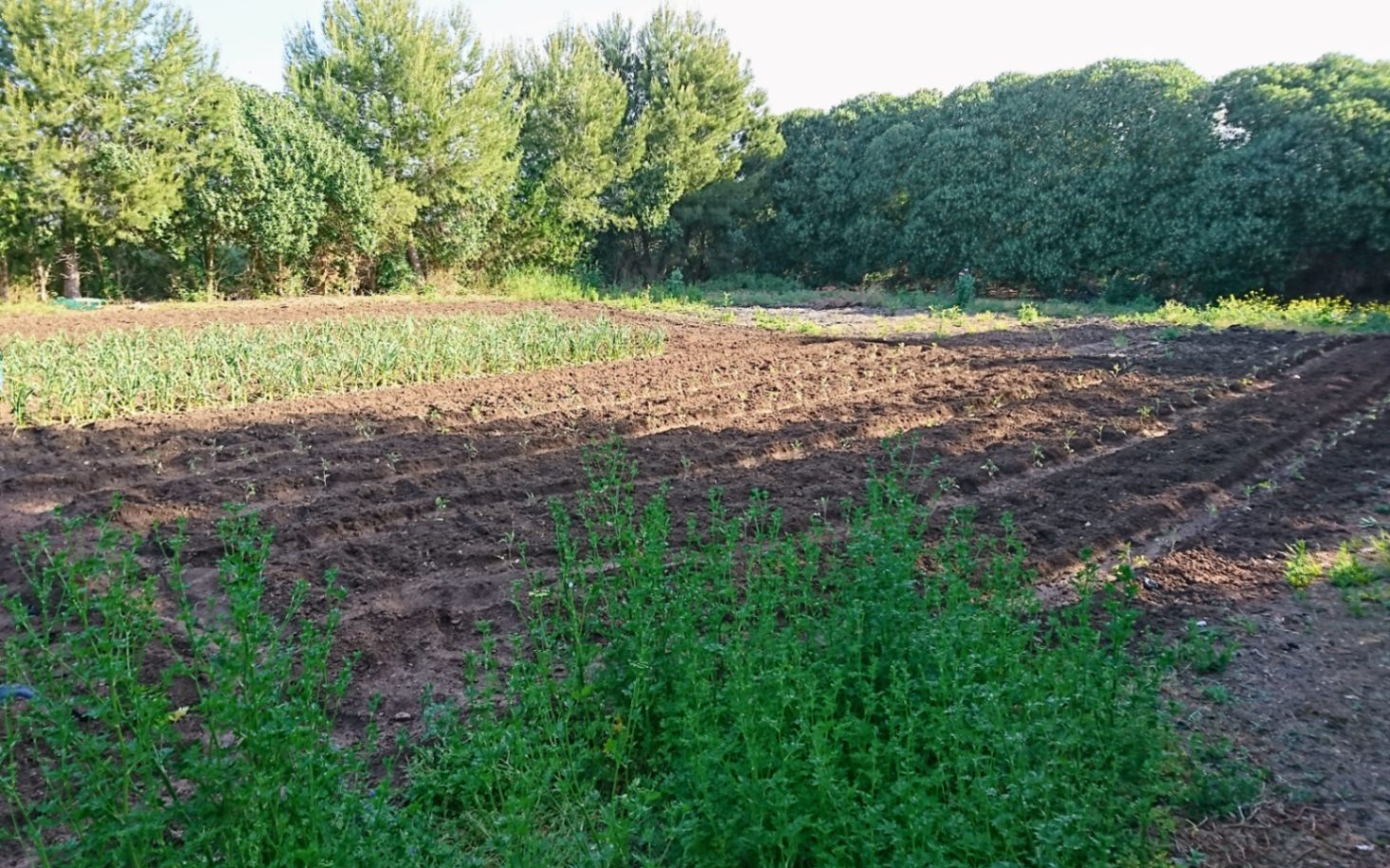 Finca rustique écologique à 10 minutes de Playa de Muro.