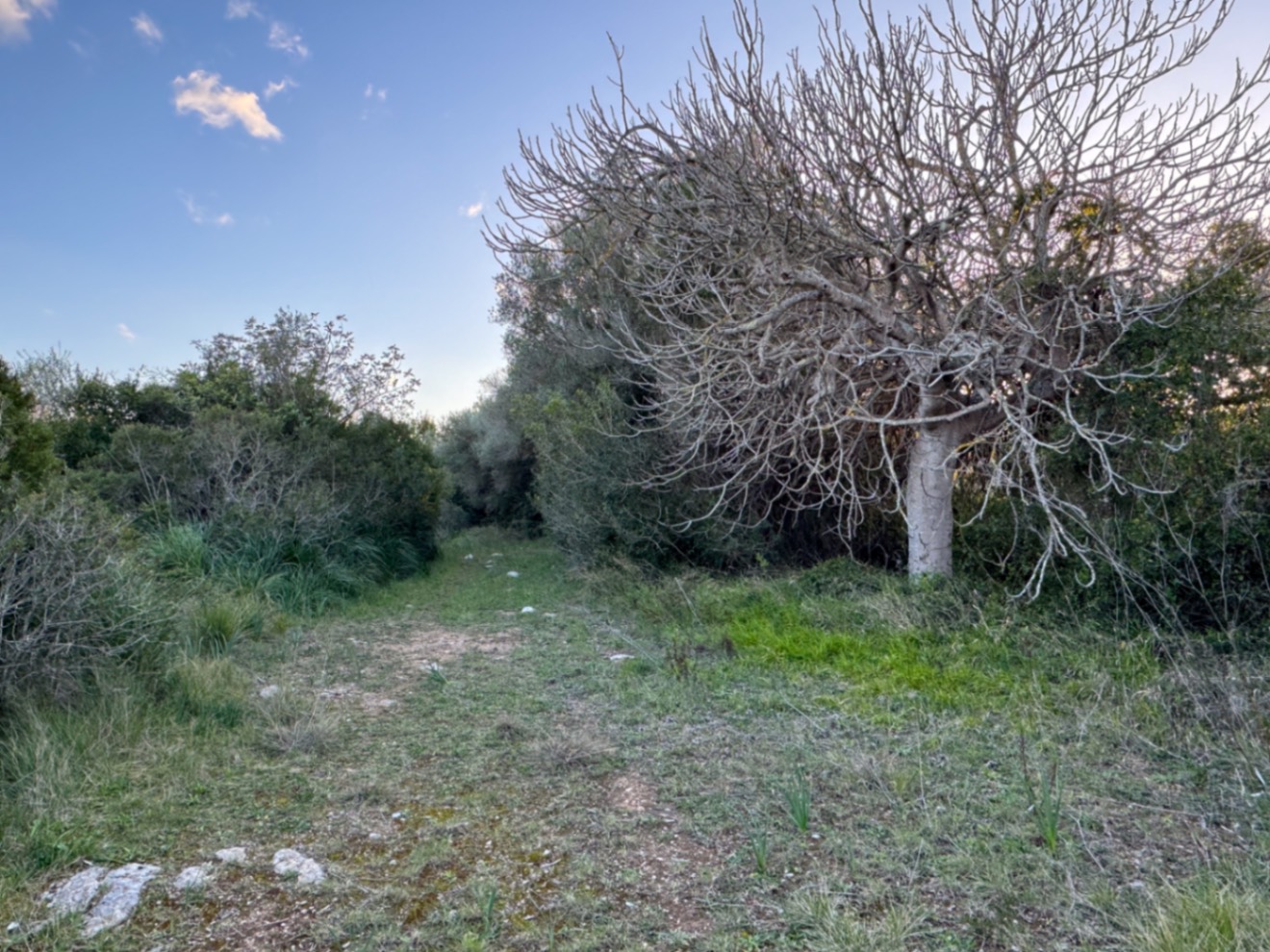 OFERTA EXCEPCIONAL: Preciosa finca rústica con vistas a la montaña y proyecto de construcción con NORMATIVA ANTERIOR entre Capdepera y Arta.