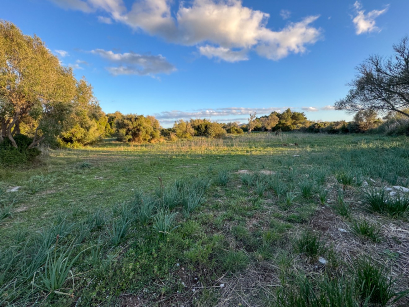 OFERTA EXCEPCIONAL: Preciosa finca rústica con vistas a la montaña y proyecto de construcción con NORMATIVA ANTERIOR entre Capdepera y Arta.
