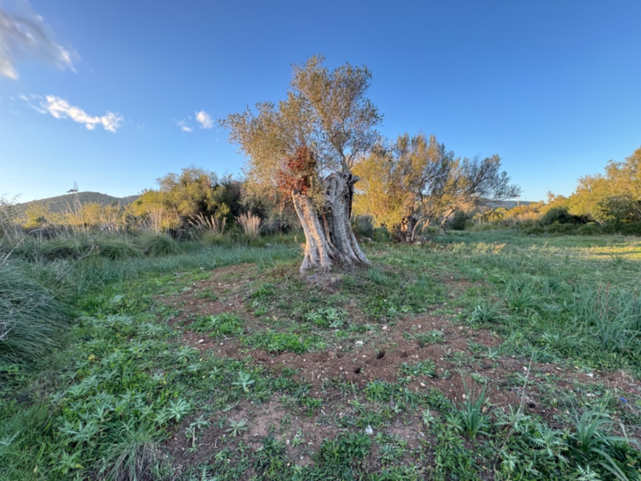 OFERTA EXCEPCIONAL: Preciosa finca rústica con vistas a la montaña y proyecto de construcción con NORMATIVA ANTERIOR entre Capdepera y Arta.