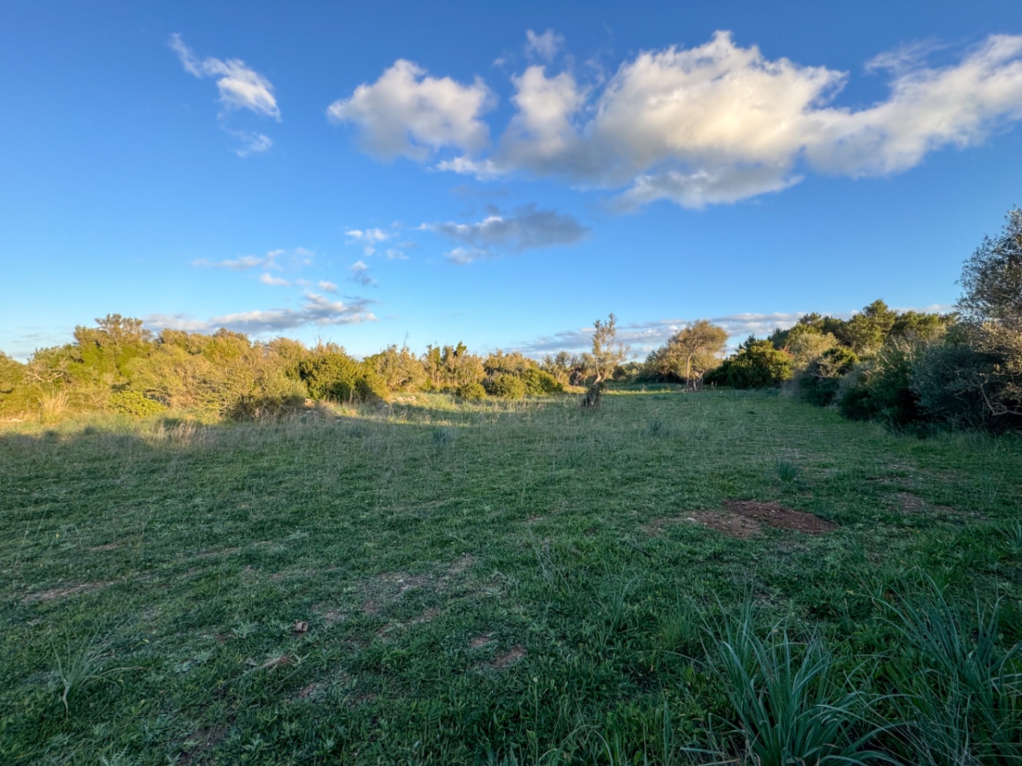 OFERTA EXCEPCIONAL: Preciosa finca rústica con vistas a la montaña y proyecto de construcción con NORMATIVA ANTERIOR entre Capdepera y Arta.
