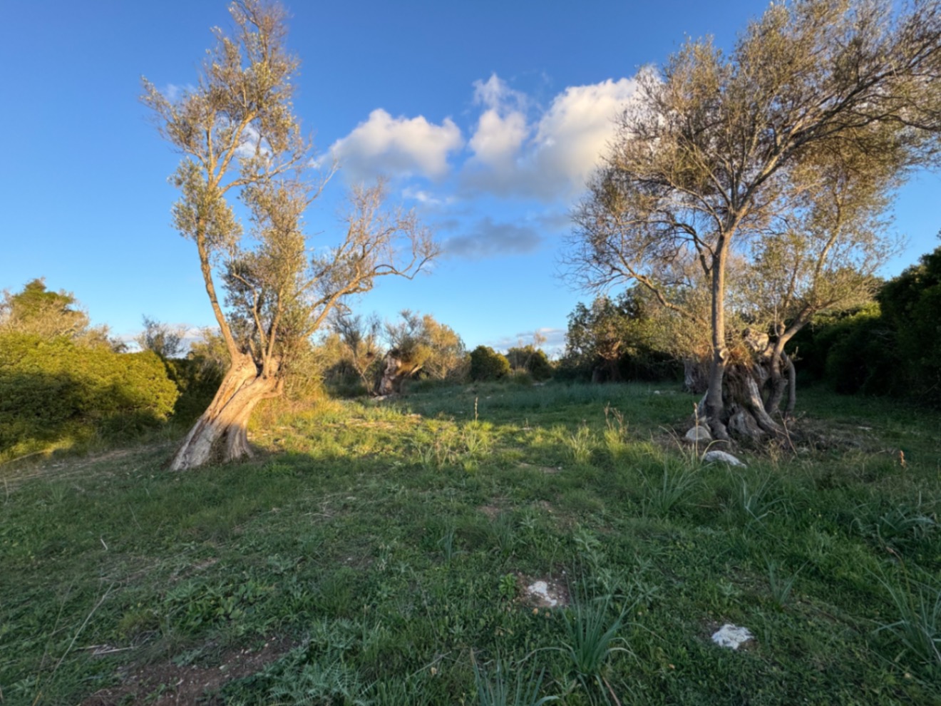 OFERTA EXCEPCIONAL: Preciosa finca rústica con vistas a la montaña y proyecto de construcción con NORMATIVA ANTERIOR entre Capdepera y Arta.