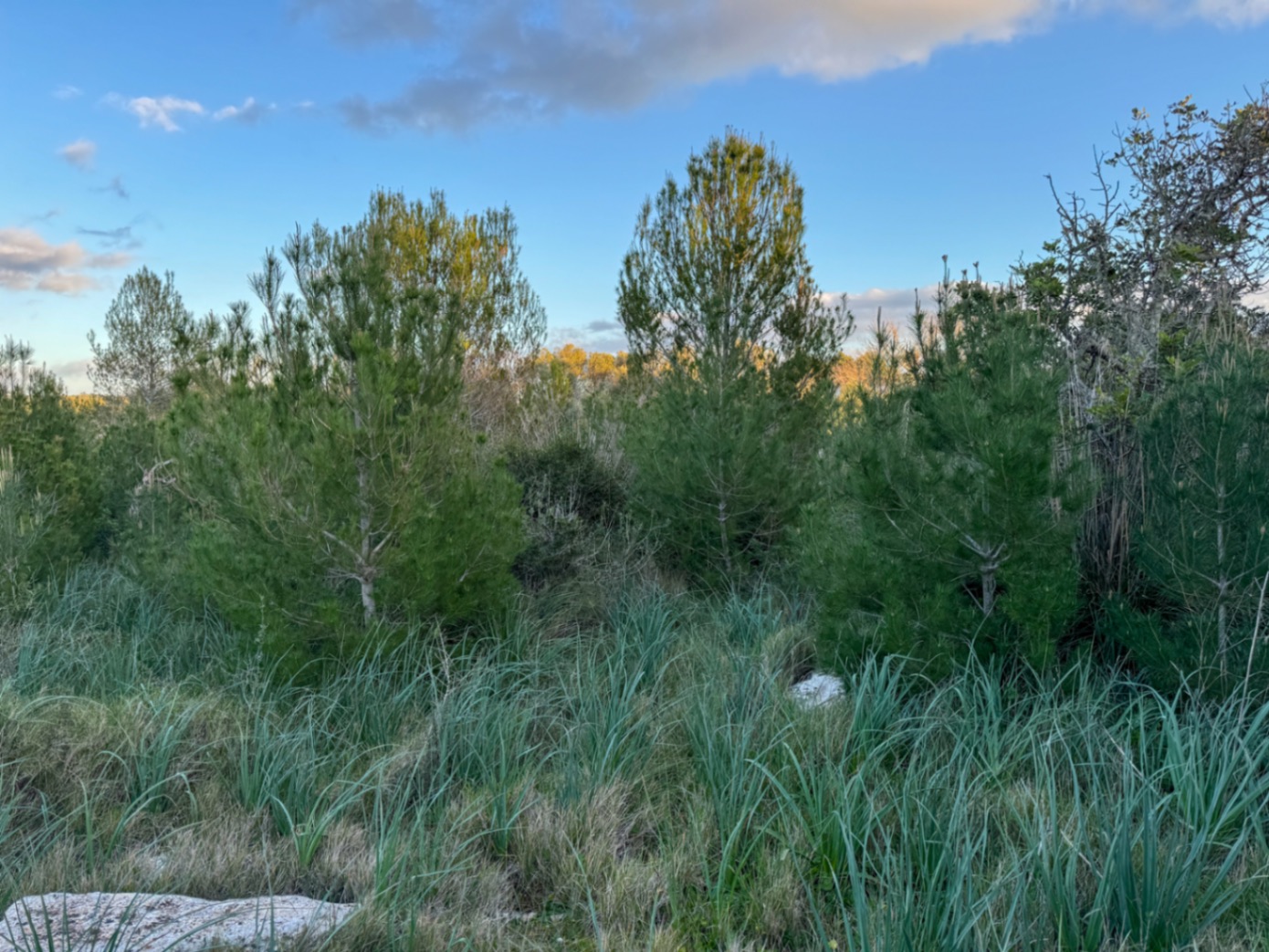 OFERTA EXCEPCIONAL: Preciosa finca rústica con vistas a la montaña y proyecto de construcción con NORMATIVA ANTERIOR entre Capdepera y Arta.
