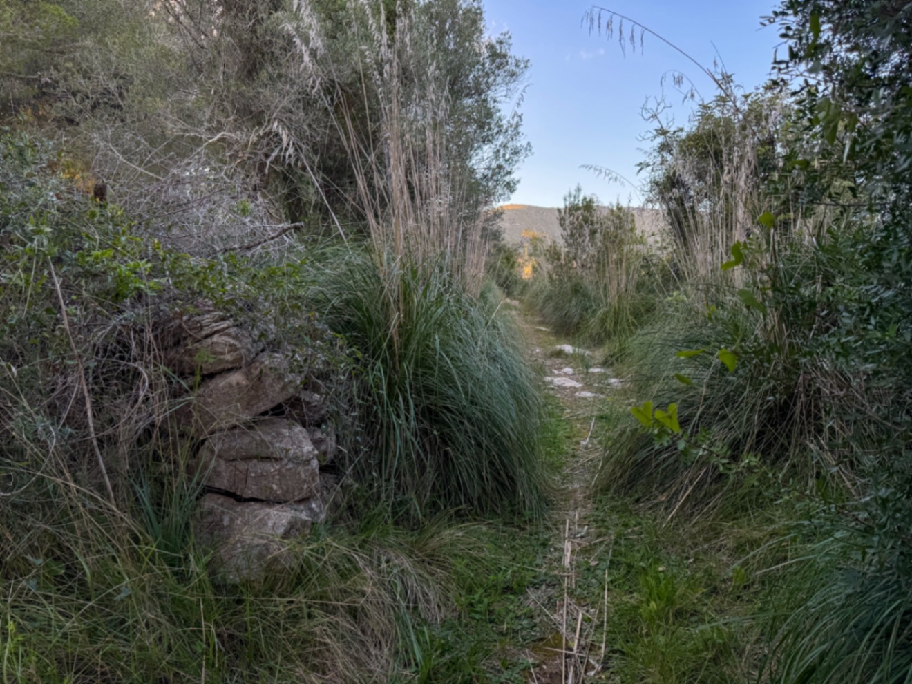 OFERTA EXCEPCIONAL: Preciosa finca rústica con vistas a la montaña y proyecto de construcción con NORMATIVA ANTERIOR entre Capdepera y Arta.