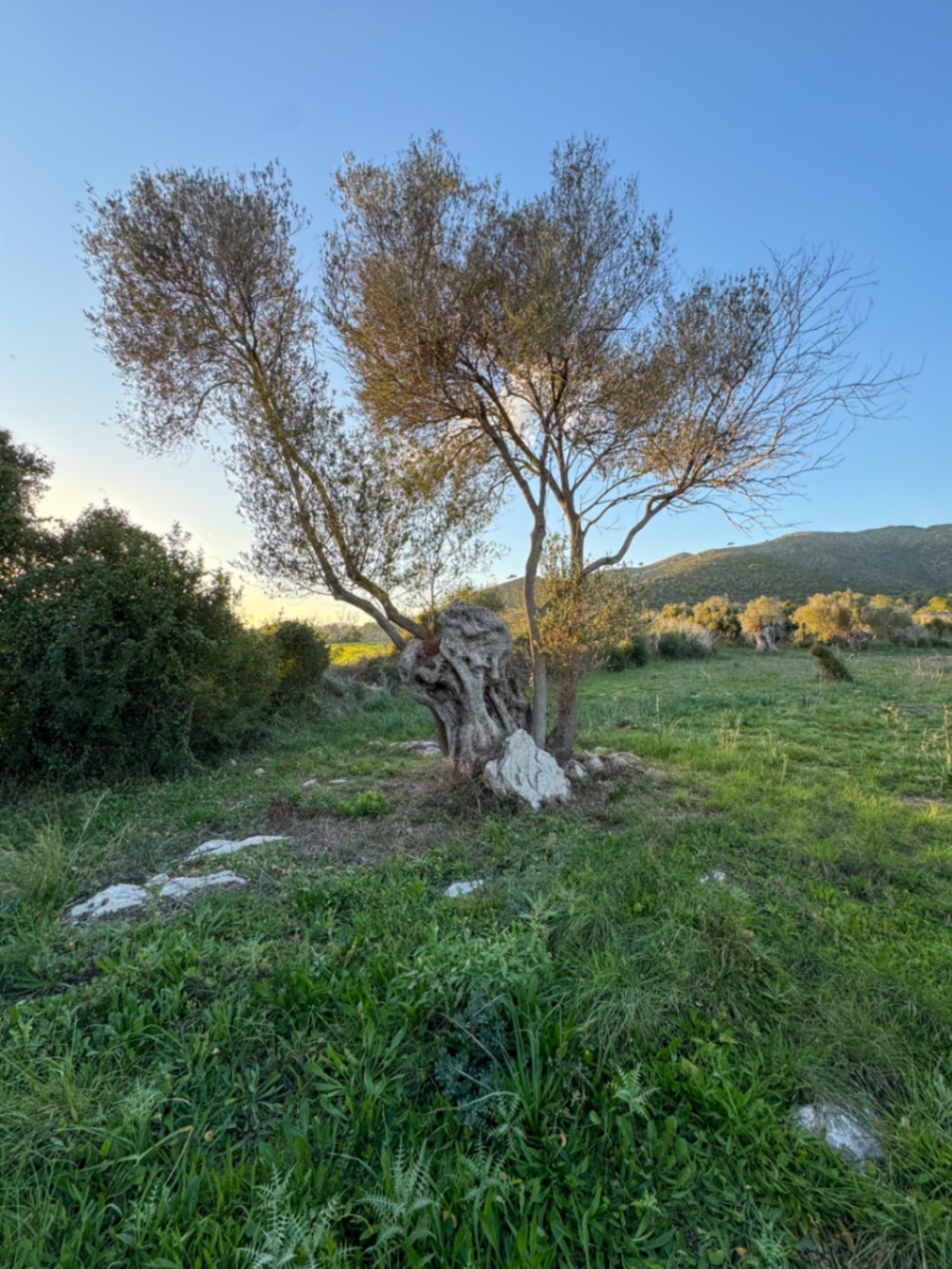OFERTA EXCEPCIONAL: Preciosa finca rústica con vistas a la montaña y proyecto de construcción con NORMATIVA ANTERIOR entre Capdepera y Arta.