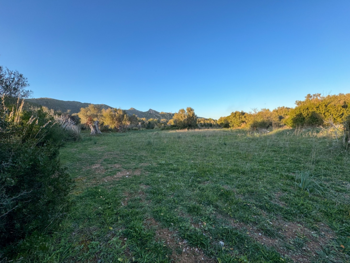 OFERTA EXCEPCIONAL: Preciosa finca rústica con vistas a la montaña y proyecto de construcción con NORMATIVA ANTERIOR entre Capdepera y Arta.