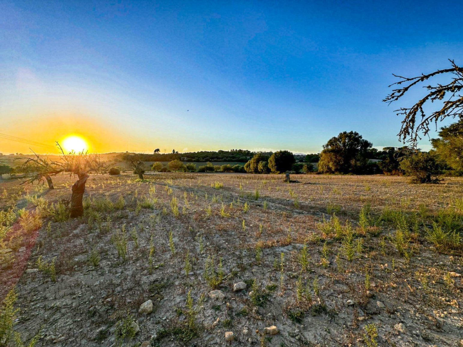 Terreno Rústico con Proyecto Básico en Hermoso Entorno Rural, Sineu.