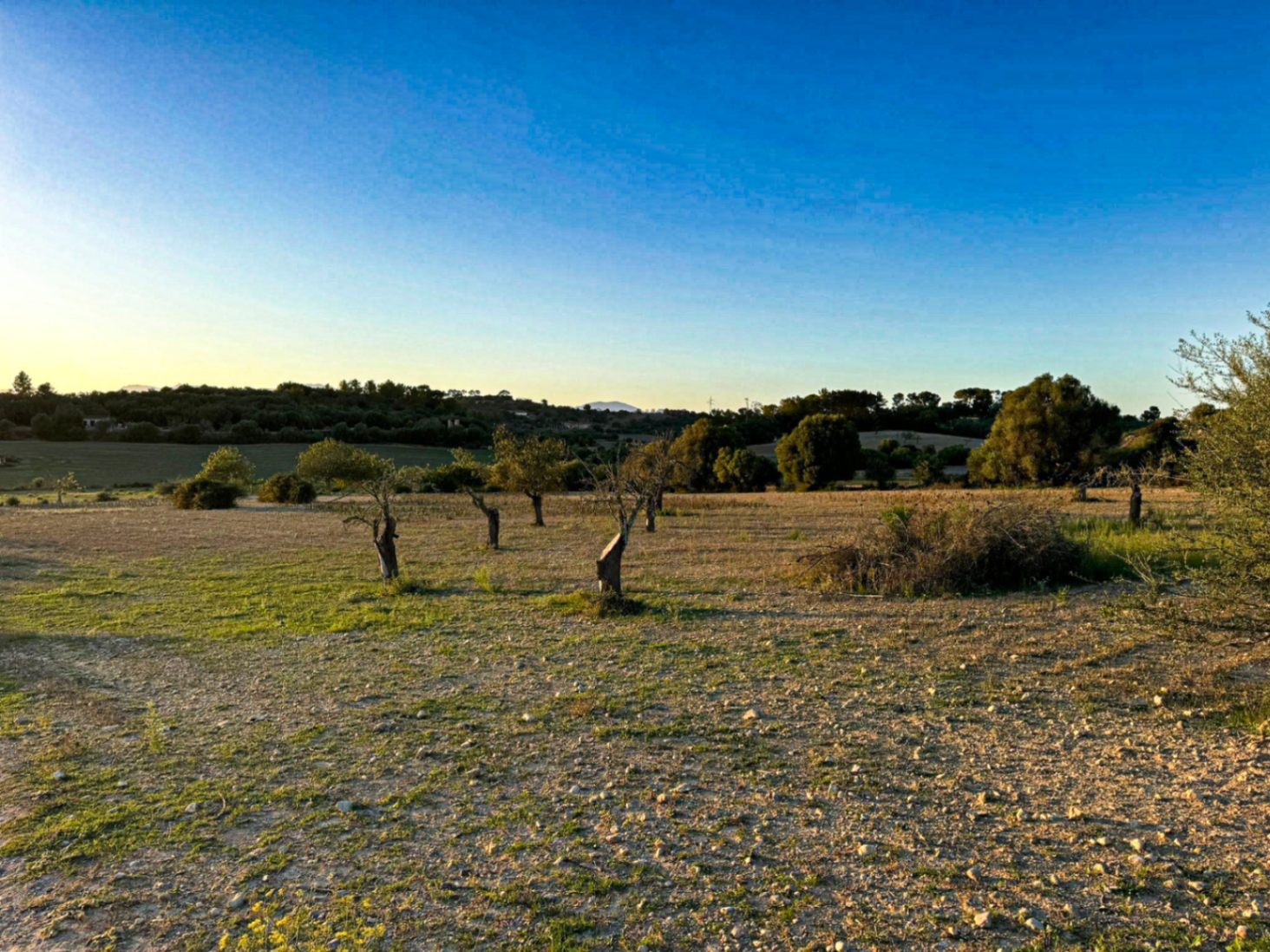 Terreno Rústico con Proyecto Básico en Hermoso Entorno Rural, Sineu.