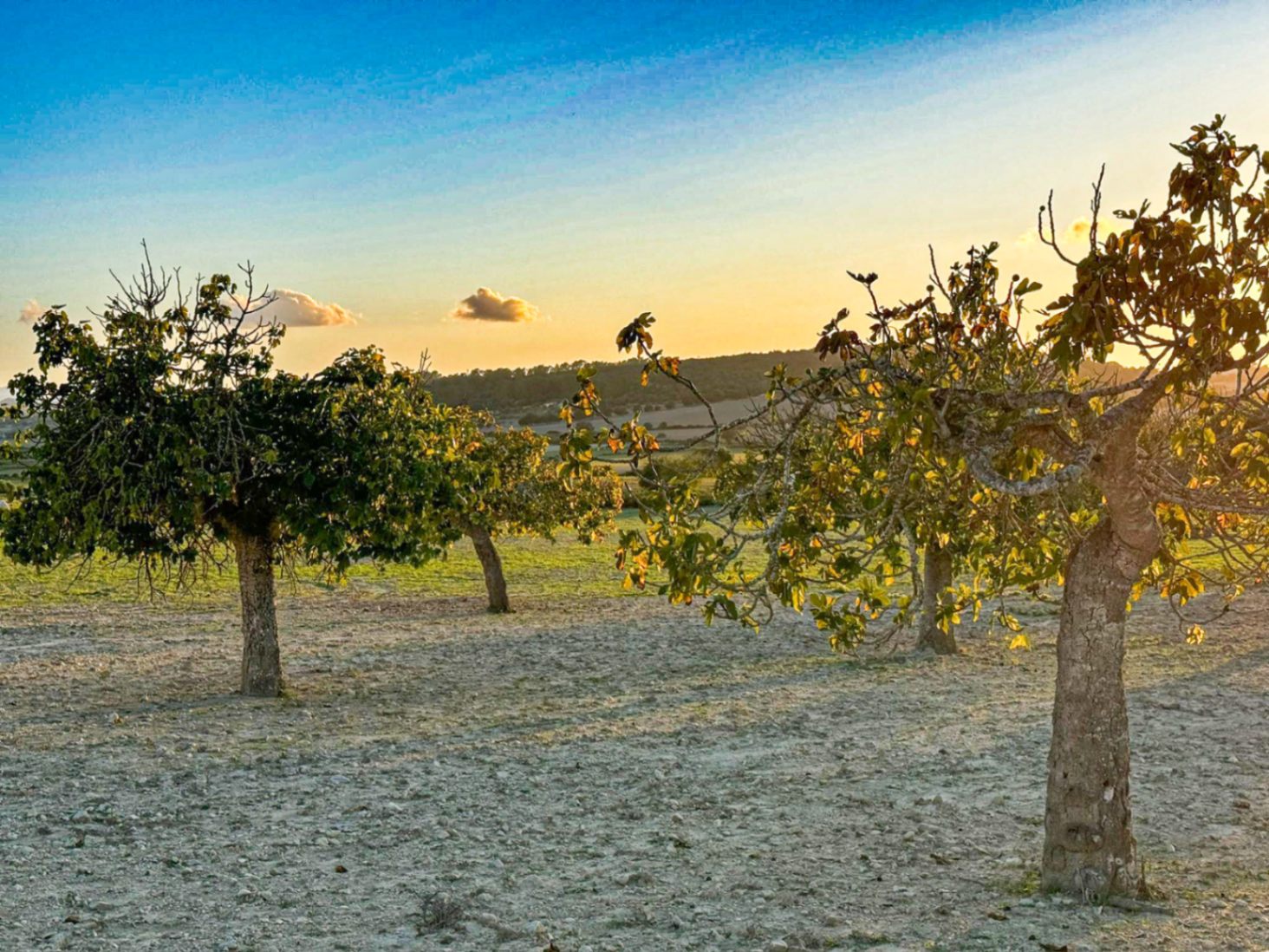 Terreno Rústico con Proyecto Básico en Hermoso Entorno Rural, Sineu.