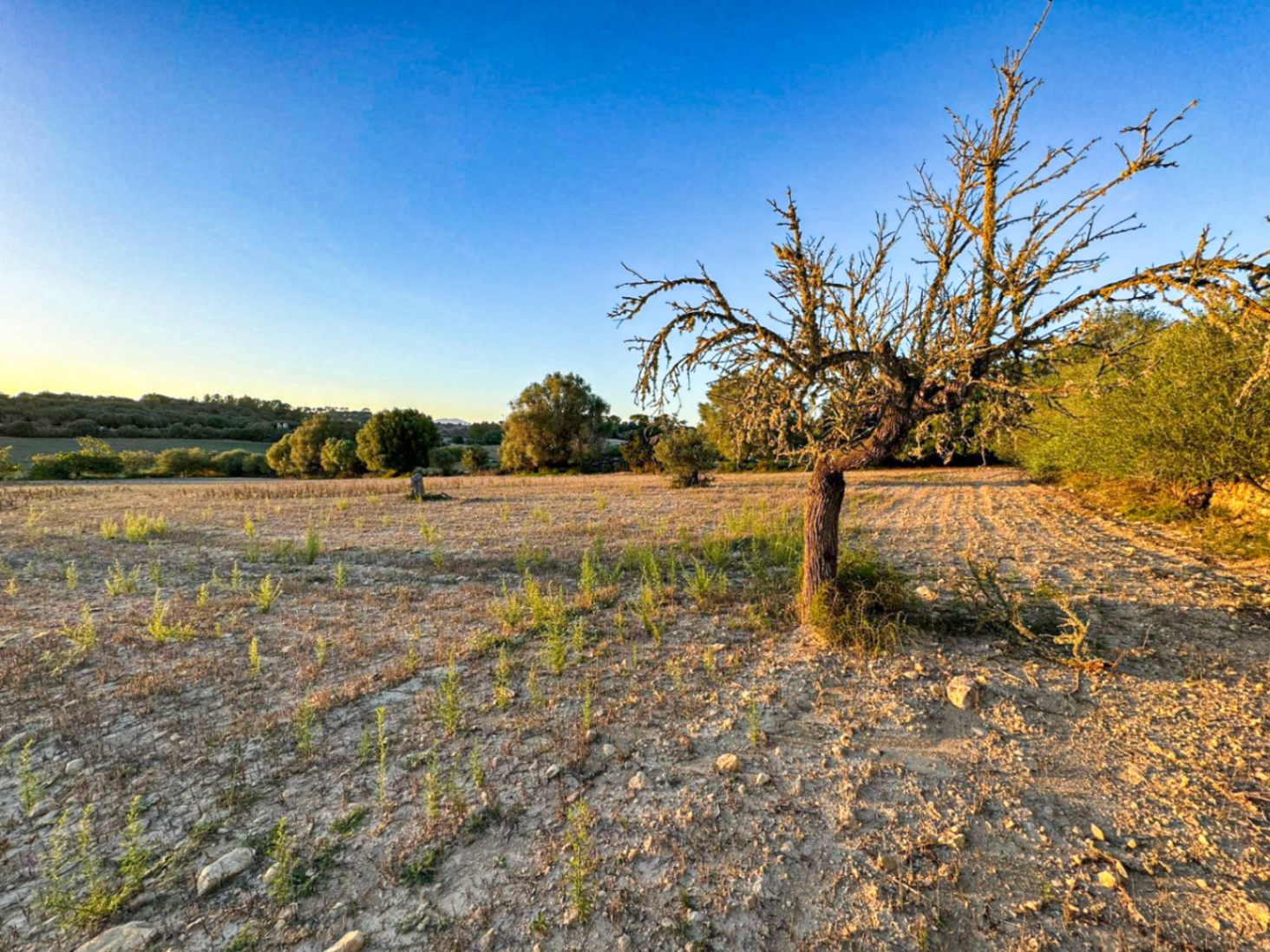 Terreno Rústico con Proyecto Básico en Hermoso Entorno Rural, Sineu.