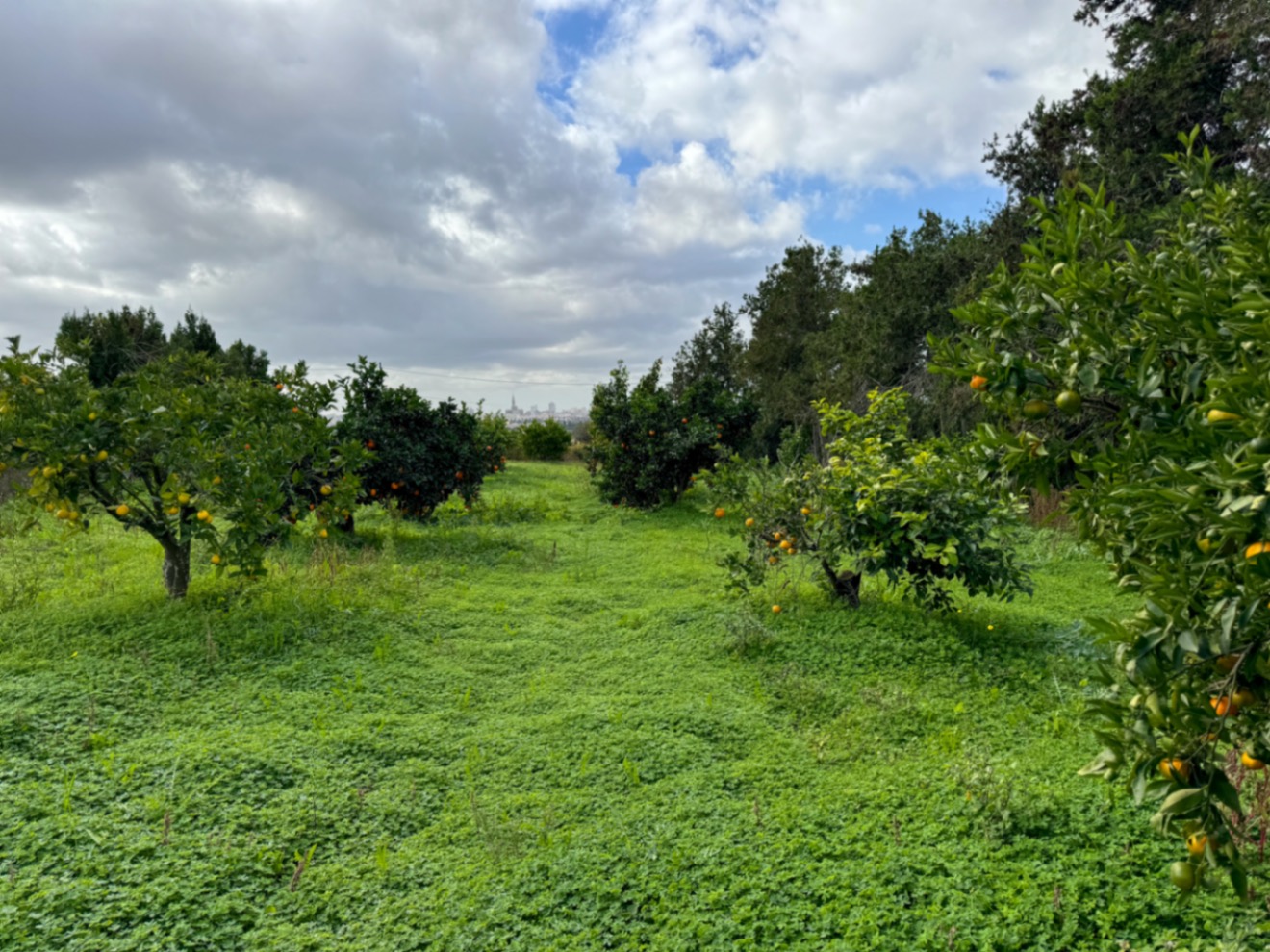 Tolle rustikale Finca mit Renovierungsprojekt und Panoramablick auf Manacor.