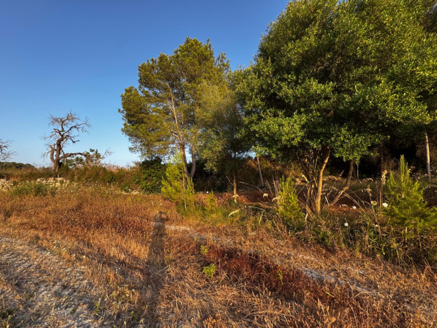 Excepcional finca rustica edificable con impresionantes vistas.  
