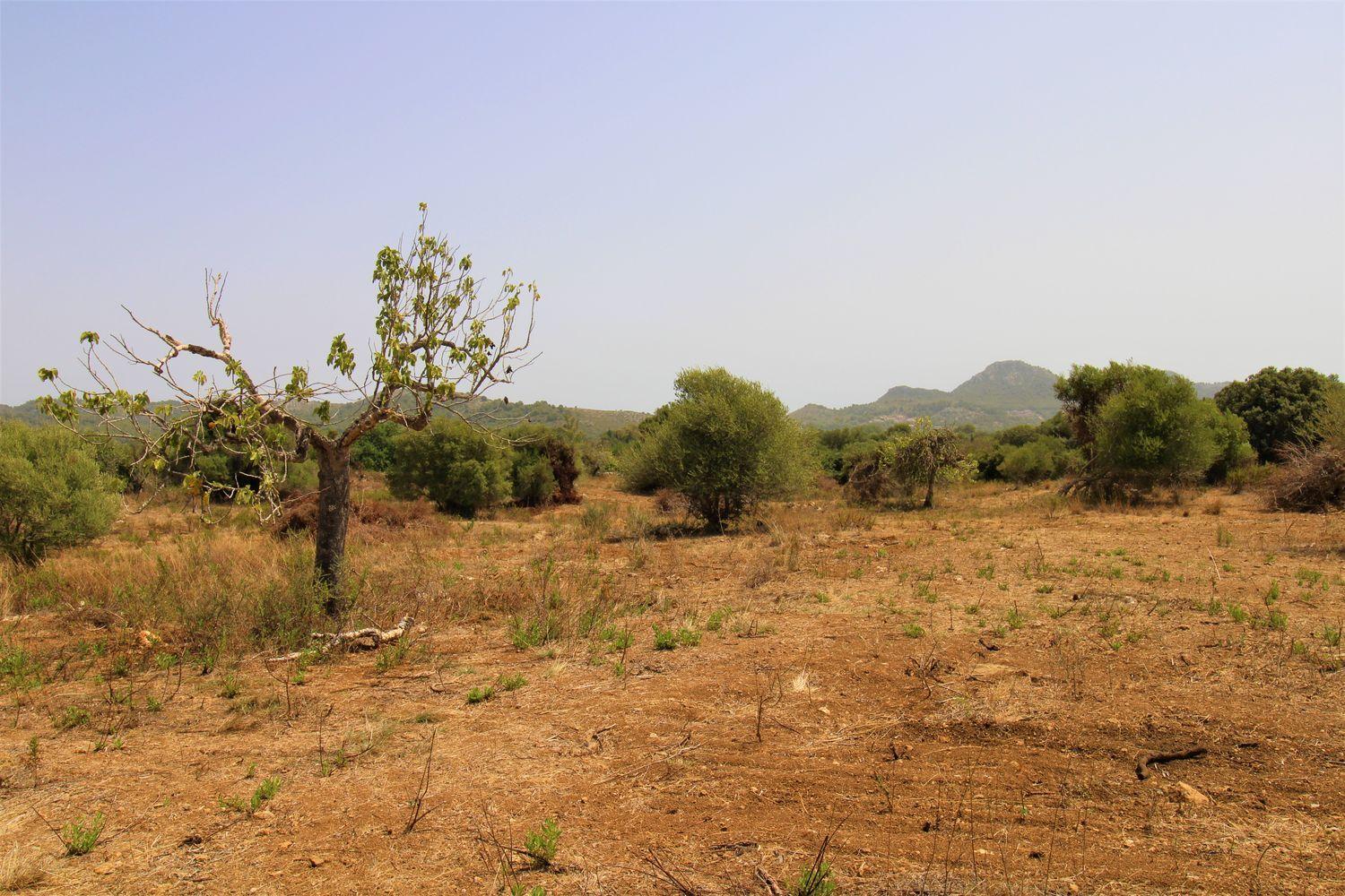 Bonita Finca rustica cerca del Pueblo de Arta.