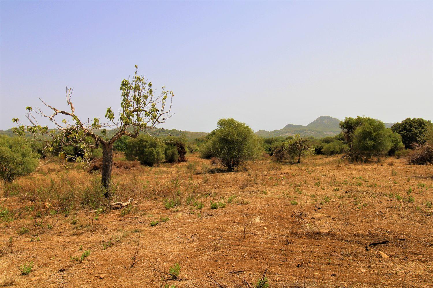 Bonita Finca rustica cerca del Pueblo de Arta.